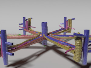 Hepatic lobule Modelo 3D