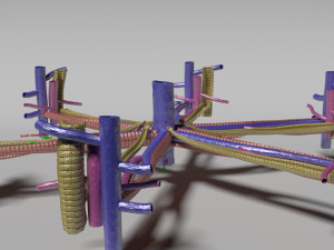 Hepatic lobule Modelo 3D