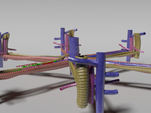 Hepatic lobule Modelo 3D