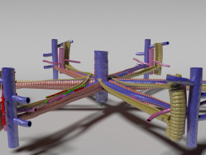 Hepatic lobule Modelo 3D