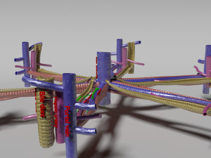 Hepatic lobule Modelo 3D