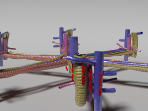 Hepatic lobule Modelo 3D
