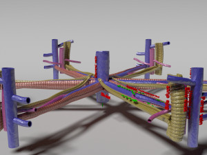 Hepatic lobule Modelo 3D