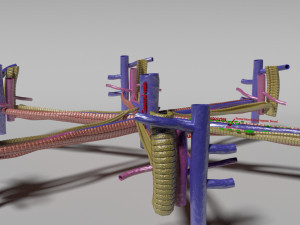 Hepatic lobule Modelo 3D