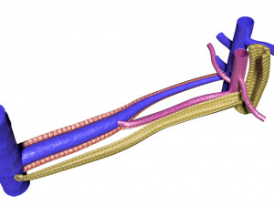Hepatic lobule Modelo 3D