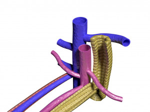 Hepatic lobule Modelo 3D
