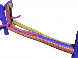 Hepatic lobule Modelo 3D