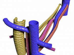 Hepatic lobule Modelo 3D