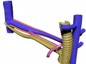 Hepatic lobule Modelo 3D