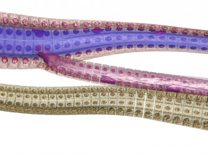 Hepatic lobule Modelo 3D