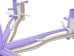 Hepatic lobule Modelo 3D