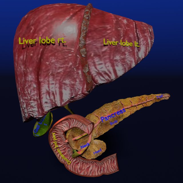 3D Hepato biliary tract pancreas gallbladder 3D मॉडल .c4d .max .obj .3ds .fbx .stl .blend 