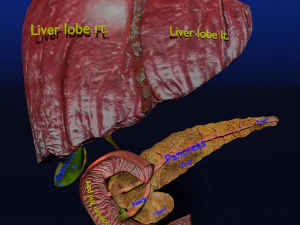3D 肝胆道胰腺胆囊 3D 模型
