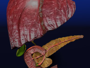 3D Hepato biliary tract pancreas gallbladder 3D मॉडल