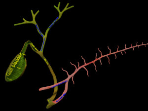 3D Hepato biliary tract pancreas gallbladder 3D मॉडल
