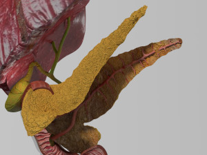 3D Hepato biliary tract pancreas gallbladder 3D मॉडल