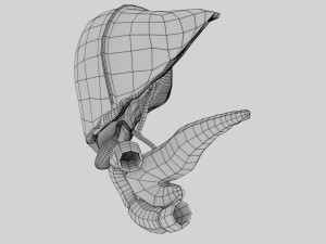 3D Hepato biliary tract pancreas gallbladder 3D मॉडल