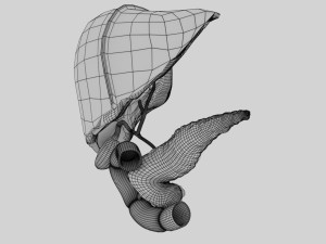 3D Hepato biliary tract pancreas gallbladder 3D मॉडल