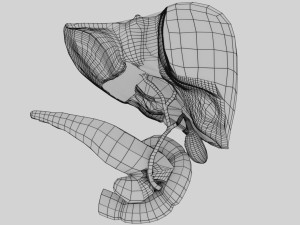 3D Hepato biliary tract pancreas gallbladder 3D मॉडल
