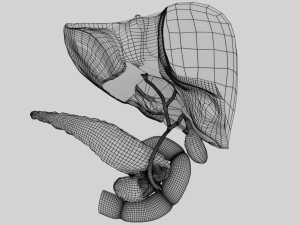 3D Hepato biliary tract pancreas gallbladder 3D मॉडल