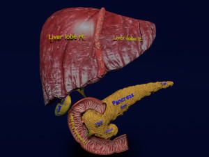 3D Hepato biliary tract pancreas gallbladder 3D मॉडल