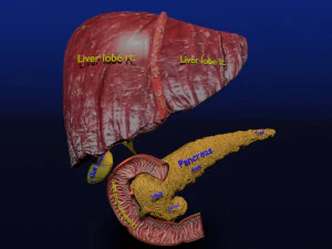 3D Hepato biliary tract pancreas gallbladder 3D Model