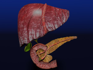 3D Hepato biliary tract pancreas gallbladder 3D मॉडल