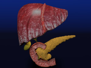 3D Hepato biliary tract pancreas gallbladder 3D मॉडल