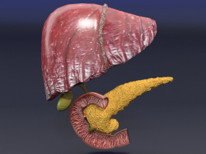 3D Hepato biliary tract pancreas gallbladder 3D मॉडल