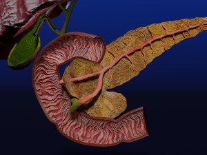 3D Hepato biliary tract pancreas gallbladder 3D मॉडल