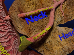 3D Hepato biliary tract pancreas gallbladder 3D मॉडल