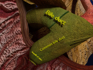 3D Hepato biliary tract pancreas gallbladder 3D मॉडल