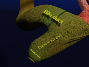 3D Hepato biliary tract pancreas gallbladder 3D मॉडल