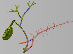 3D Hepato biliary tract pancreas gallbladder 3D मॉडल