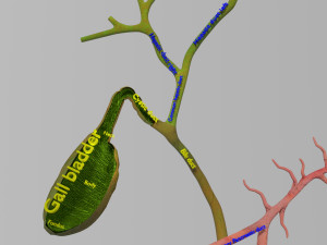 3D Hepato biliary tract pancreas gallbladder 3D मॉडल