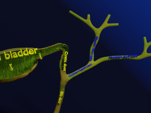 3D Hepato biliary tract pancreas gallbladder 3D मॉडल