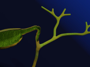 3D Hepato biliary tract pancreas gallbladder 3D मॉडल