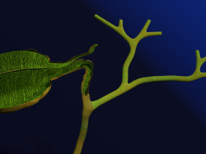 3D Hepato biliary tract pancreas gallbladder 3D मॉडल