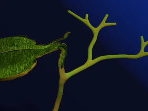 3D Hepato biliary tract pancreas gallbladder 3D Model