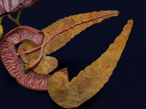3D Hepato biliary tract pancreas gallbladder 3D मॉडल