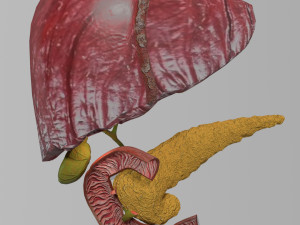 3D Hepato biliary tract pancreas gallbladder 3D मॉडल
