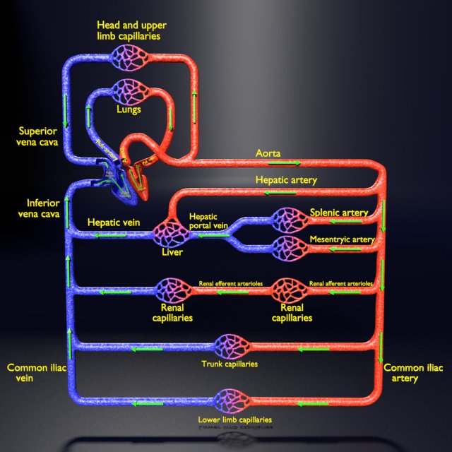 Systemic blood flow 3D 3D Model .c4d .max .obj .3ds .fbx .stl .blend 
