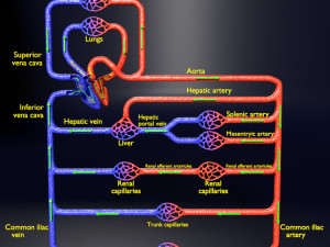 Systemic blood flow 3D 3D 모델