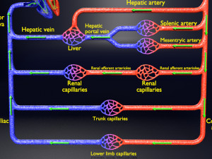 Systemic blood flow 3D 3D Model