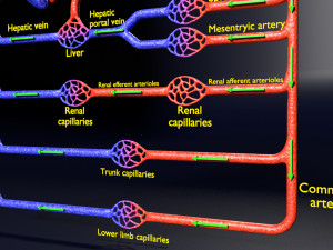 Systemic blood flow 3D 3D Model