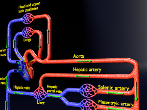 Systemic blood flow 3D 3D Model