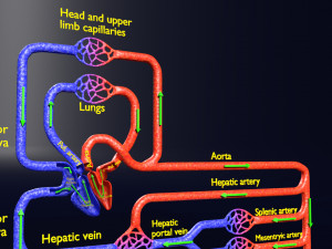 Systemic blood flow 3D 3D Model