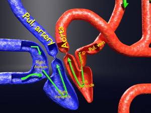 Systemic blood flow 3D 3D Model