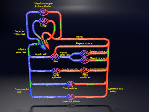 Systemic blood flow 3D 3D Model