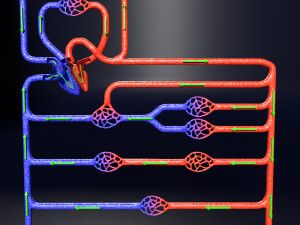 Systemic blood flow 3D 3D Model